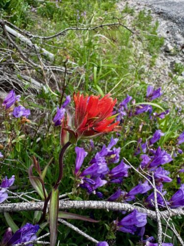 Red paintbrush flower in front of purple bushy penstemon along the Lake Clara trail