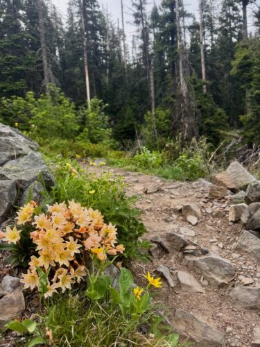 Tweedy's lewisia grows along the Lake Clara trail.