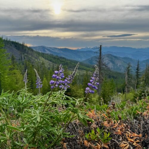 View from Beehive Road looking northwest, with lupoine flowers in the foreground.