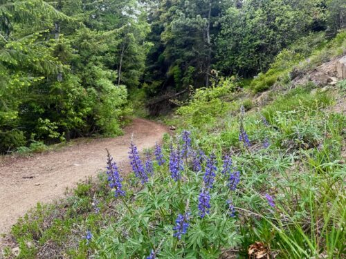 Lupine flowers grow along the pipeline trail amid greenery.