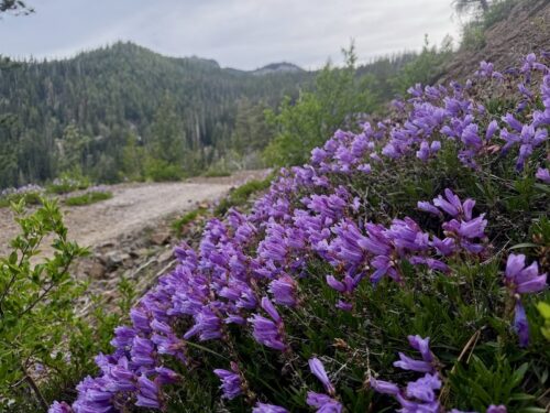 Bushy penstemon grows in a clump alongisde the Pipeline Trrail.