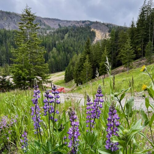 View from summer road looking towards Wenatchee Mountain, with lupine flowers in the foreground.