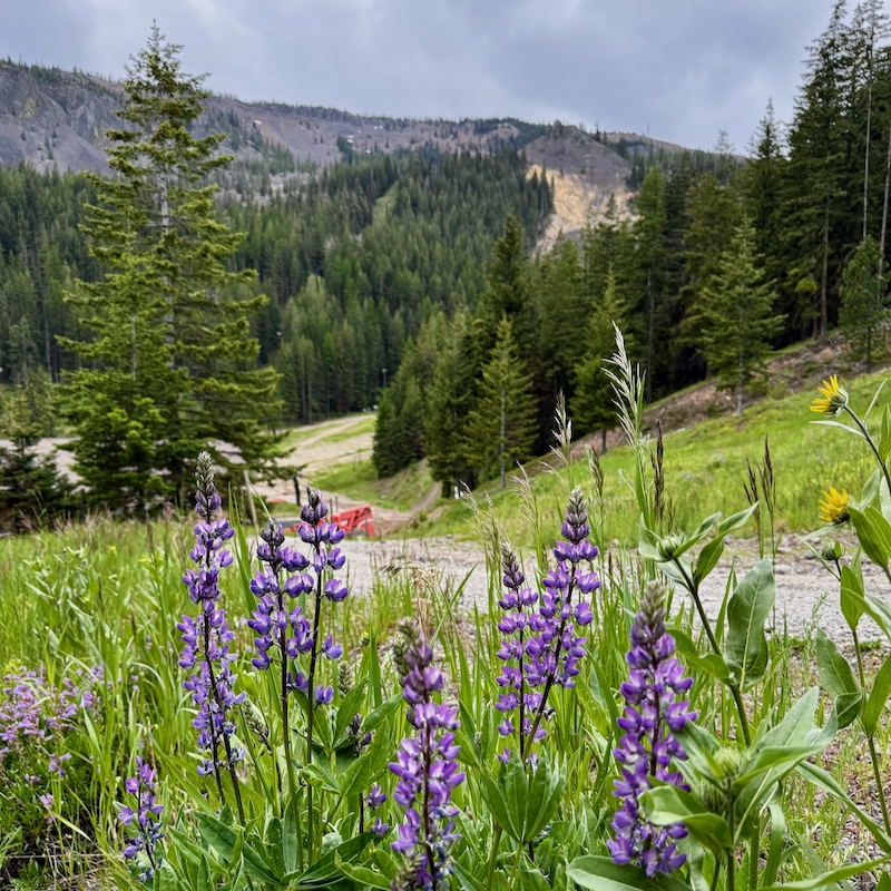 View from summer road looking towards Wenatchee Mountain, with lupine flowers in the foreground.