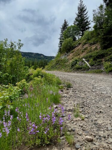 View up the Summer Road at Mission Ridge in summer.