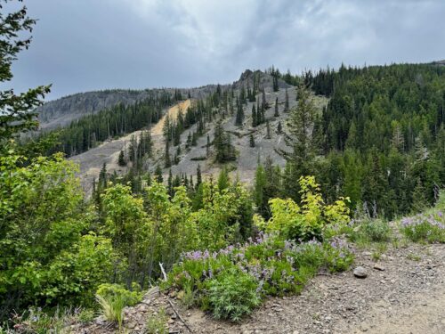 View from summer road toward Castle Peak face in the summer.