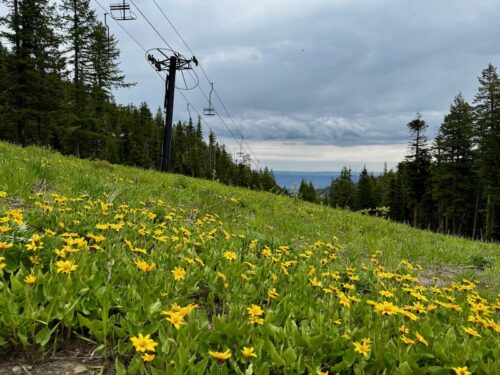 View of 100Laps terrain park in the summer with yellow flowers blooming.