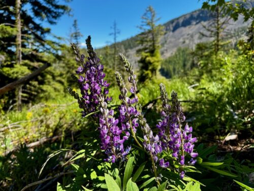 Lupine flowers along Lake Clara trail