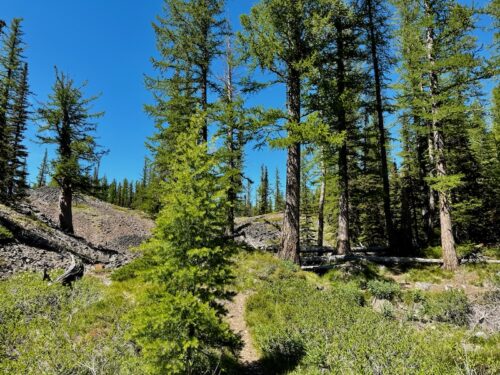 Larches in spring green near Lake Marion