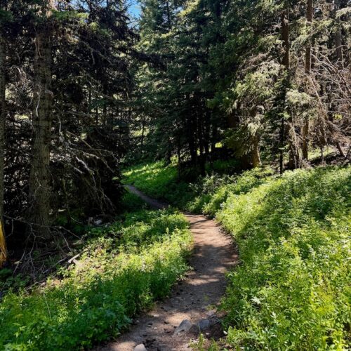 Trail winds through the forest in route to Lake Clara.