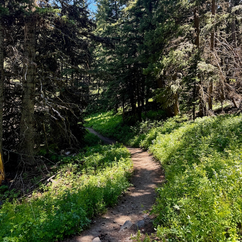 Trail winds through the forest in route to Lake Clara.