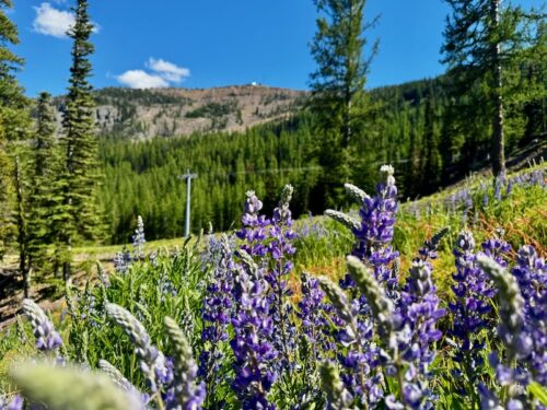 Lupine flowers in front of Mount Wenatchee