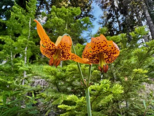 Columbia Lily flowers in a forested area along the Devils Spur trail.