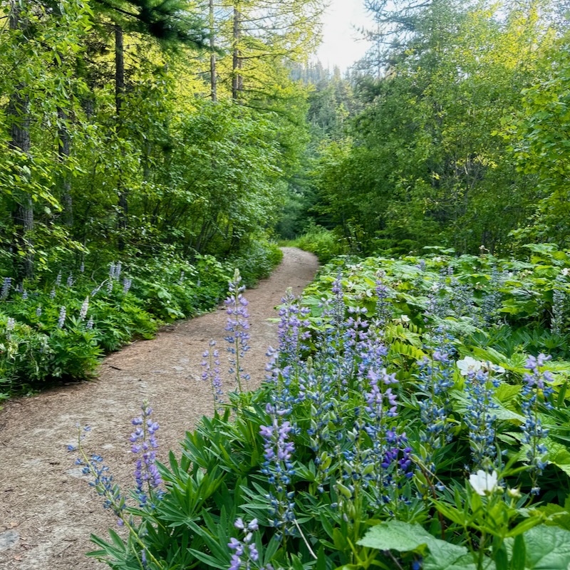 Lupine flowers line the devils spur trail