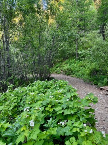 Devils Spur trail winds past dense patch of thimbleberry