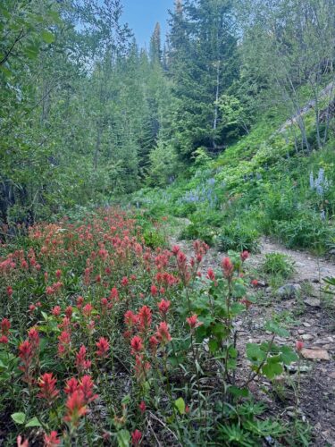 Paintbrush flowers along the Pipeline trail