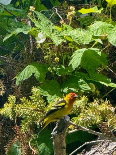 western tanager sitting on a conifer bough