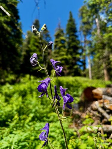 Monkshood flower in front of conifer forest