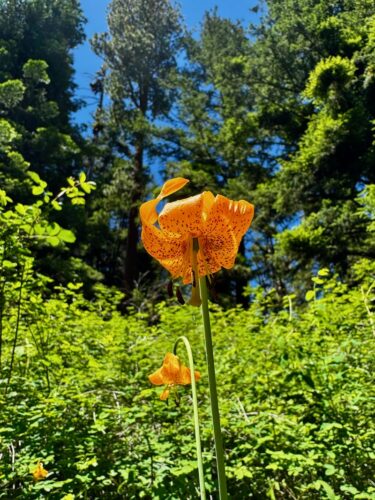 columbia lily in front of conifer forest