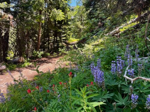 lupine and paintbrush line the pipeline trail