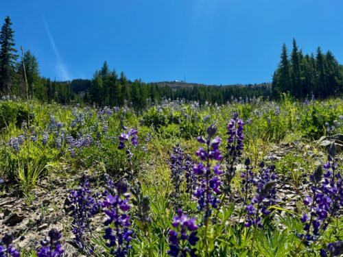 lupine flowers in front of mount wenatchee