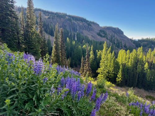 Lupine flowers in front of Mission Ridge upper basin view in the evening.