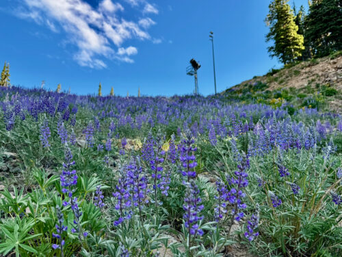Lupine flowers bloom in front of snow gun on tumwater 2.