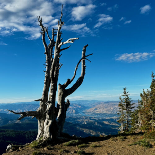 Gnarled dead tree overlooks view into the Columbia Valley from Wenatchee Mountain.