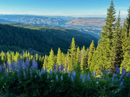 View from the Summer Road down into the Columbia valley with lupine flowers in foreground.