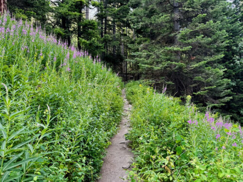 Fireweed grows alongside the Squilchuck Trail