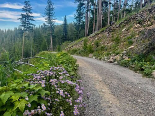 Beehive road lined by flowers