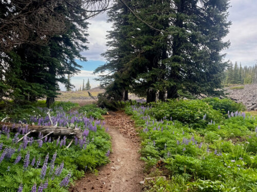 Lupines grow alongside the Mission Peak trail