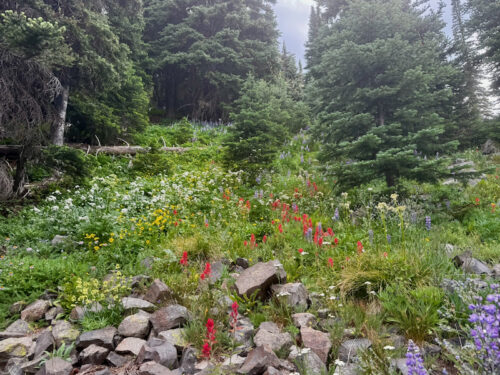 A diverse set of wildflowers bloom near the Mission Peak trail