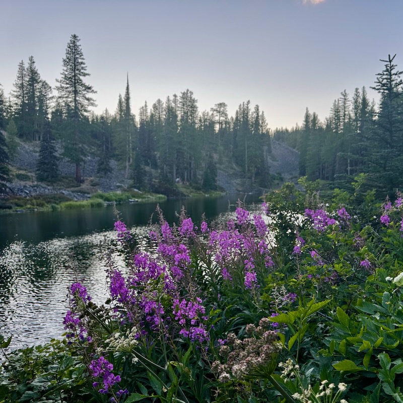 Fireweed blooms in front of Lake Clara.