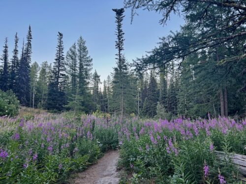 Fireweed blooms in a small meadow along the Lake Clara trail.