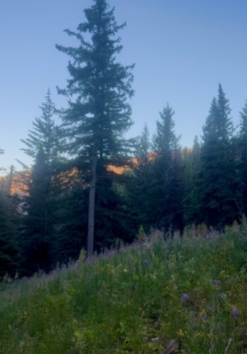 Sunlight hits the ridgeline behind a conifer forest and small meadow along Lake Clara trail.