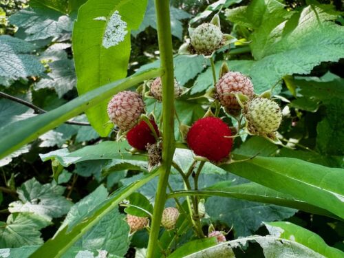 Close up of red thimbleberry amidst leaves and stems