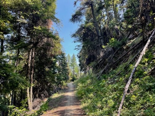 The Pipeline trail lined by coniferous forest