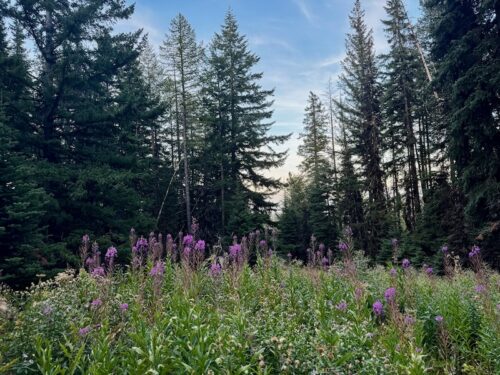 Late-blooming fireweed in a clearing near Lake Clara