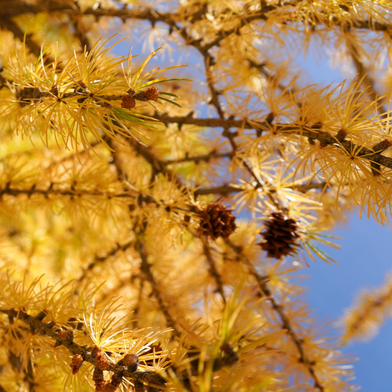 Close-up of golden larch needles and cones in autumn