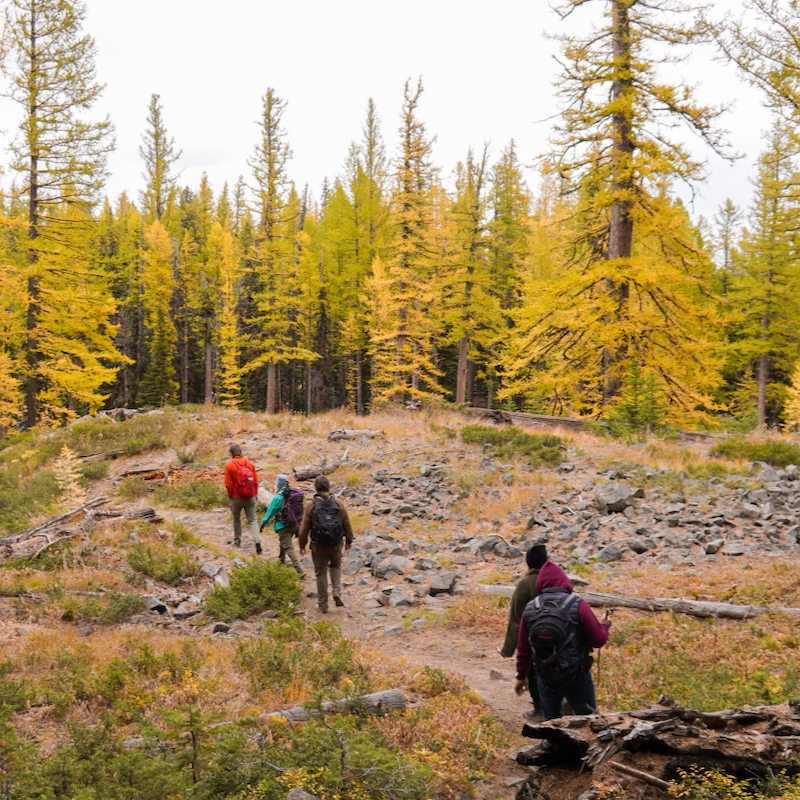 Hikers on a rocky single-track trail through golden larches at Mission Ridge