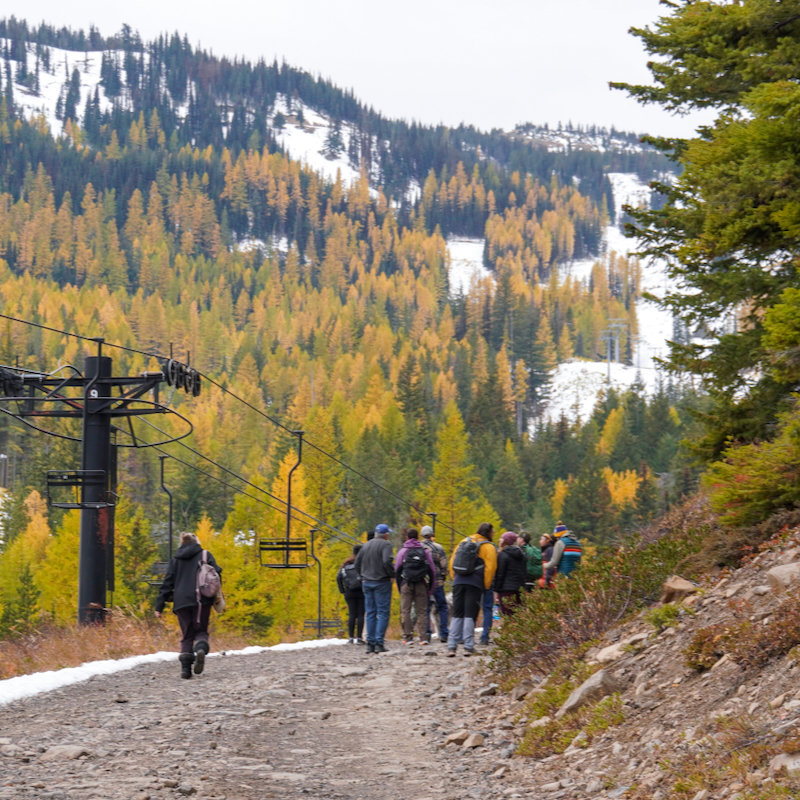 Hikers walking up the gravel Summer Road beneath a chairlift, surrounded by golden larches