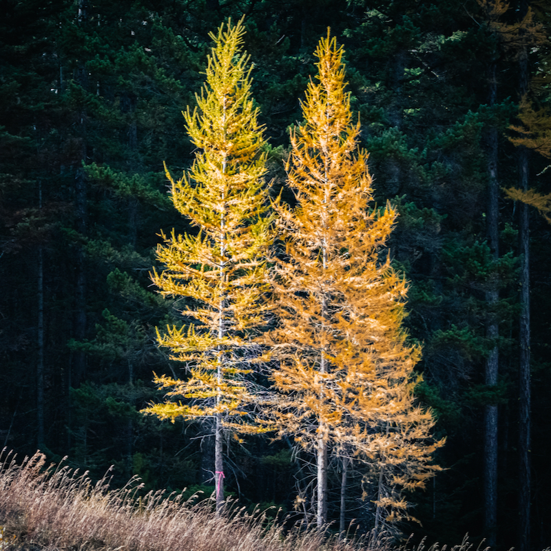 Two golden western larches standing against a dark evergreen forest