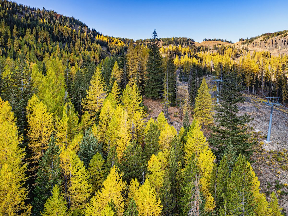 Aerial view of golden tamaracks and evergreens surrounding chairlift towers at Mission Ridge in fall.