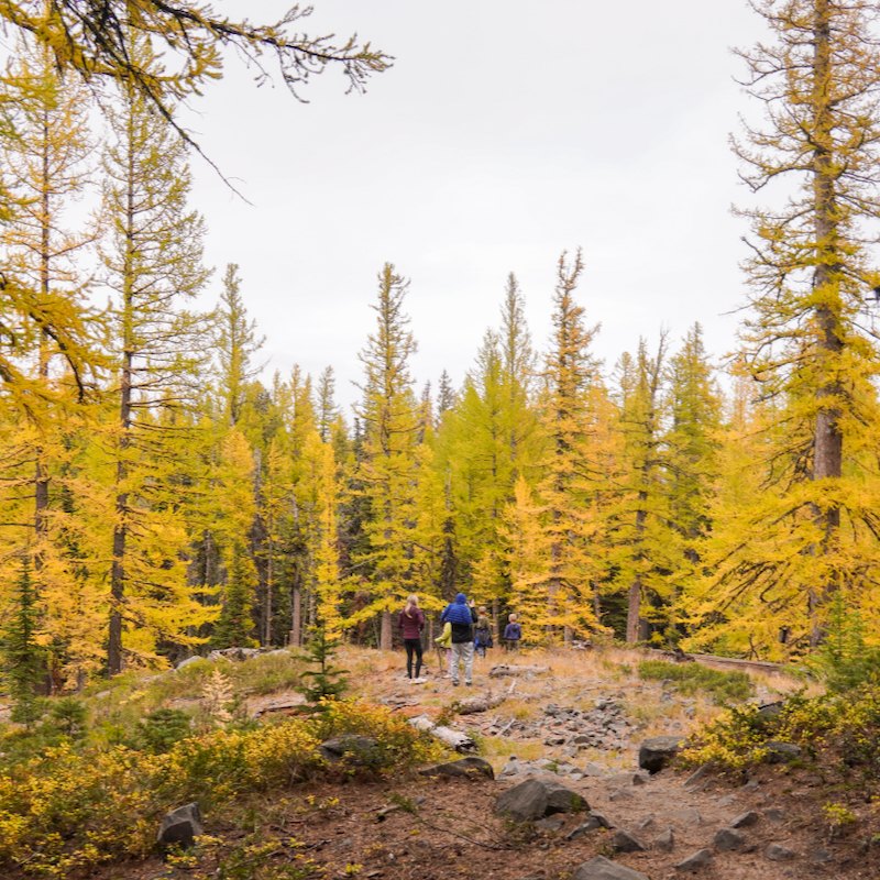 A group of hikers walks a rocky trail through golden tamaracks at Mission Ridge in fall.