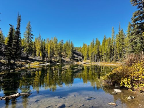 Western Larches reflected in lake clara under a lbue skies.