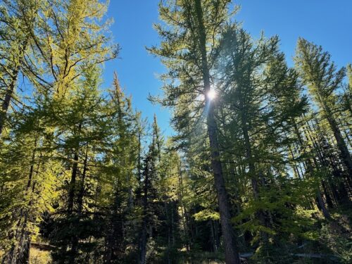 Sun glinting through western larches at Mission Ridge.