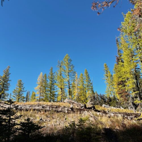 Western larches beginning to turn gold under a clear blue sky at Mission Ridge
