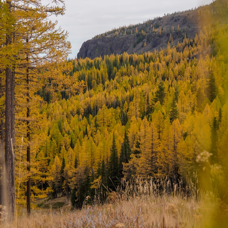 western larch trees in fall folaige at mission ridge.
