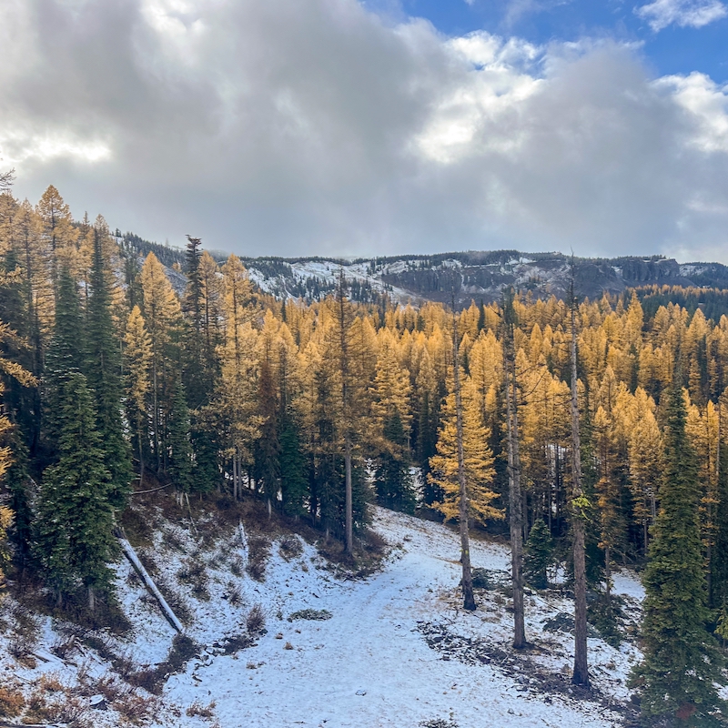 Golden western larches and fresh snow on a trail at Mission Ridge under cloudy skies
